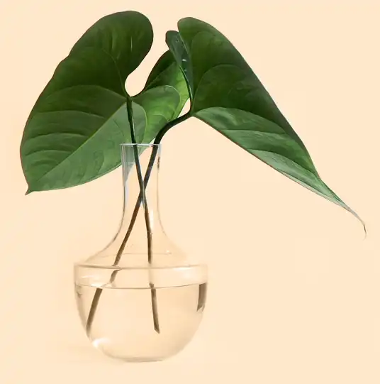 Psychotherapie Praxis Vase